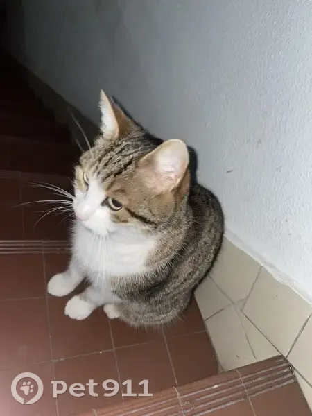 Chat trouvé à Châtillon 92 - photo