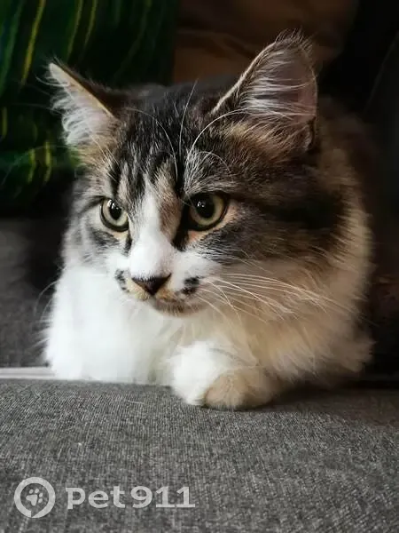 Chat sociable perdu à Escaudœuvres - photo