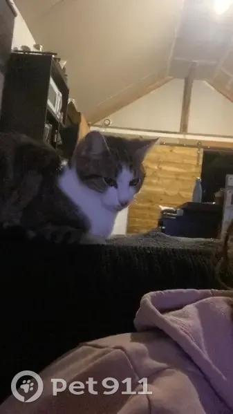 Chat perdu à Langeais, Culeveaux - photo