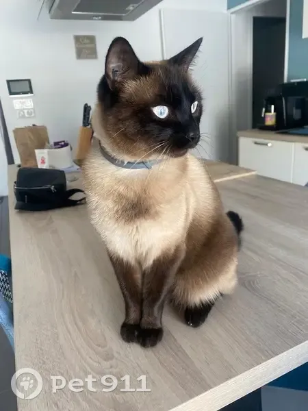Simba, chat siamois perdu et pucé - photo