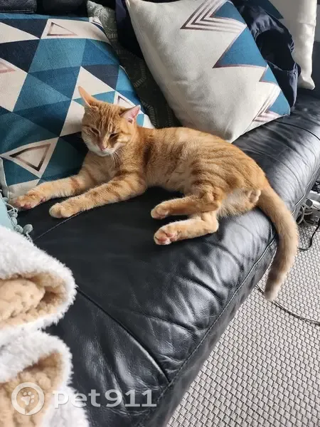 Chat perdu à Hourton retrouvé - photo