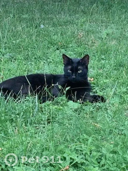 Chatte noire perdue, queue cassée - photo