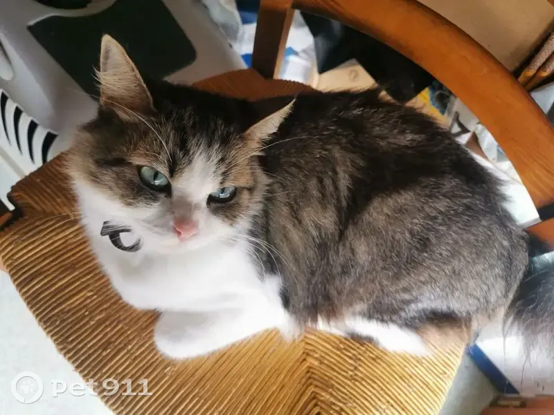 Chatte stérilisée disparue à Frontenex - photo