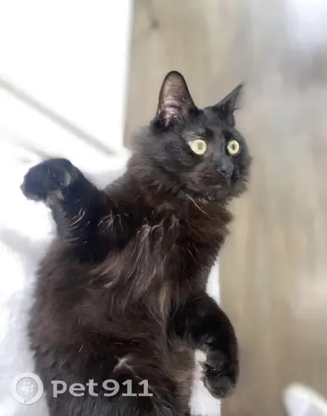 Chat Saiko perdu - Bègles - photo