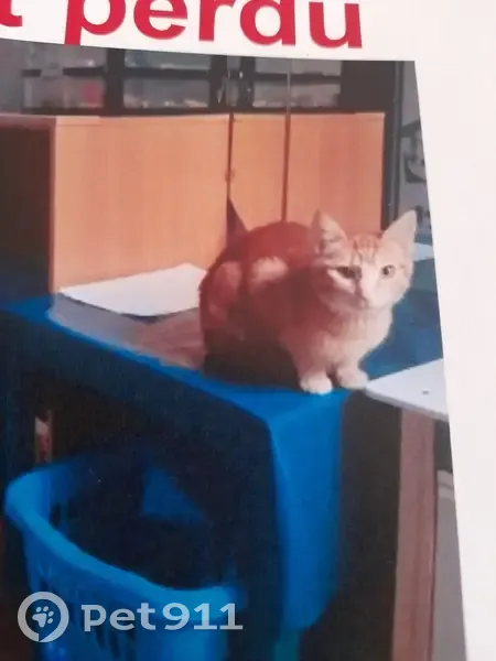 Chatte roux tigré perdue à Colomiers - photo