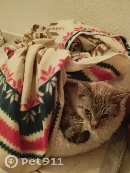 Chat retrouvé à Lapte le 10 - photo