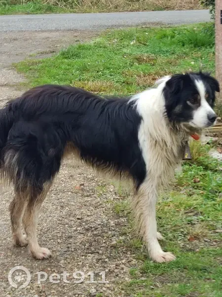 Chien berger et épagneule trouvés - photo