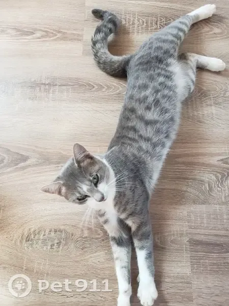 Chat gris tigré perdu à Saint-Sauveur - photo