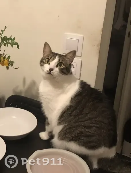Chatte blanche/grise perdue, pucée - photo