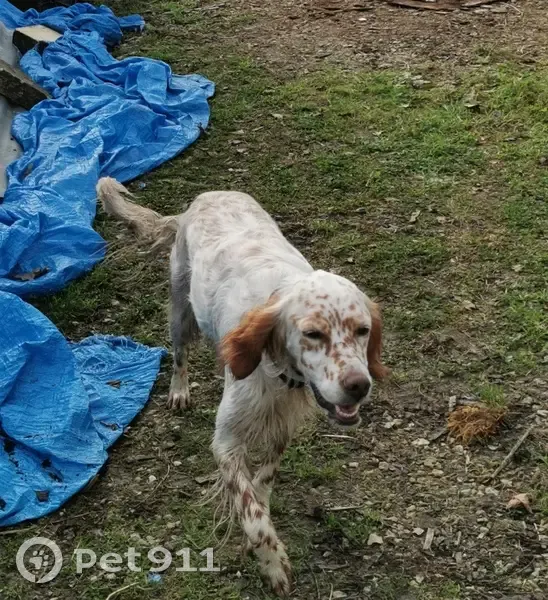 Chien perdu près de Ribérac - photo