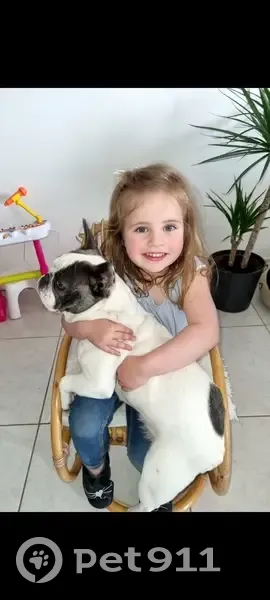 Bouledogue blanc/gris perdu - photo