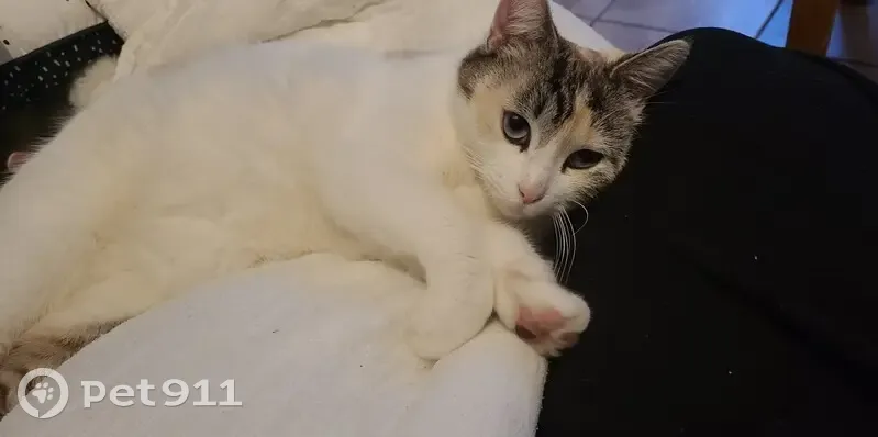 Chatte douce trouvée à La Névoire - photo