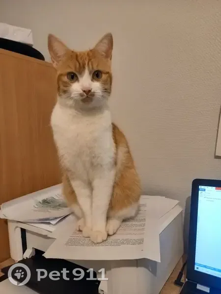 Rosy, petite chatte perdue à Erbrée - photo