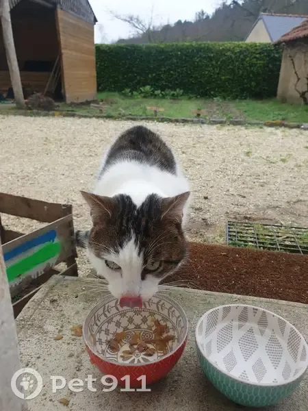 Chat blessé et affamé trouvé - photo