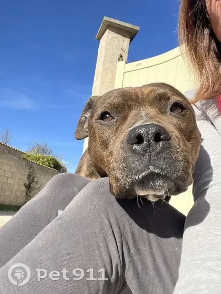 Staffie bringée trouvée à Beauvoisin - photo