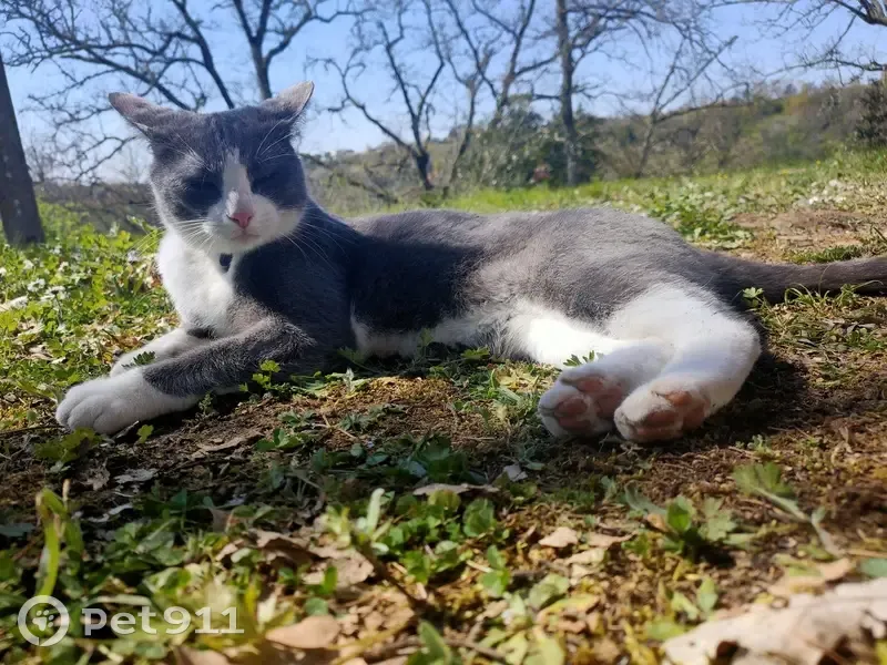 Chatte grise/blanche perdue - Vignes - photo
