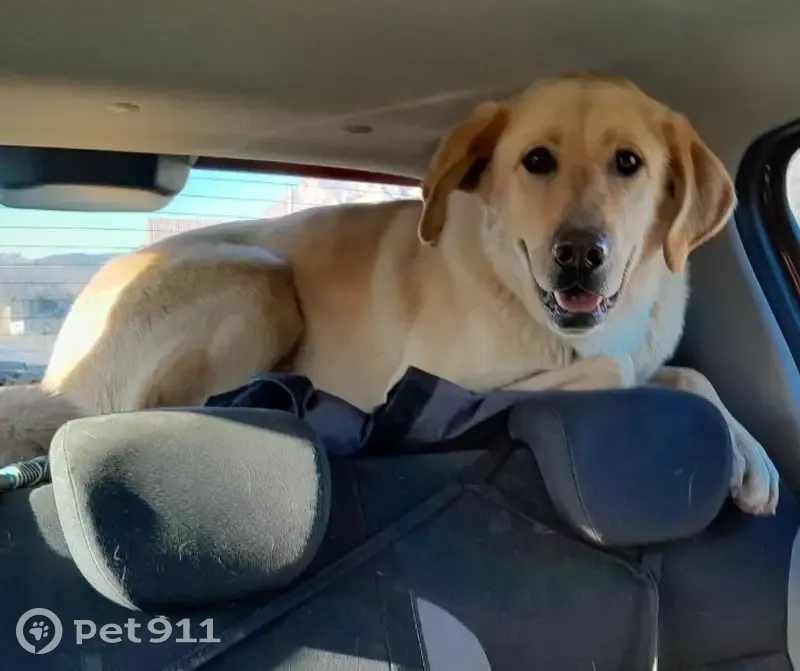 Labrador beige craintif perdu - photo