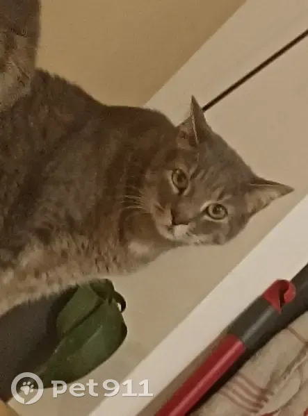 Chat perdu à Viviers - Aidez-nous! - photo