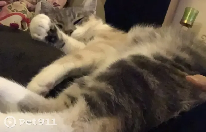 Maya, chat tricolore perdu à Strasbourg - photo
