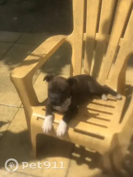 Staffie bringé perdu à Montélimar - photo