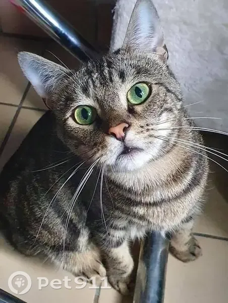 Chat tigré perdu à Lille - photo