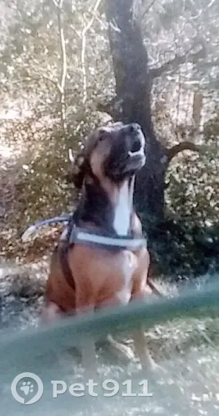 Chien mâle perdu à Albières - photo