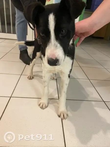 Chiot border collie retrouvé - photo
