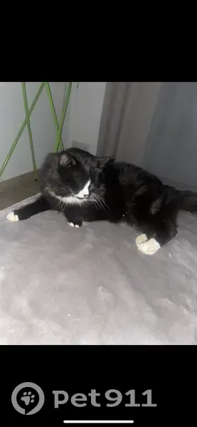 PERDU: Chat noir/blanc à Nîmes - photo