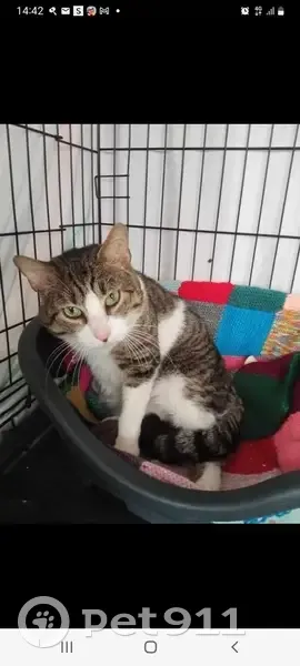 Chat blessé perdu à La Vôge - photo