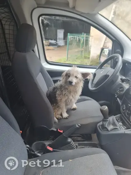 Chien mâle perdu à Fossieux - photo
