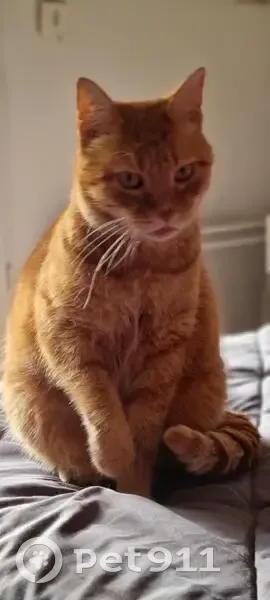 Chat roux JAZZY perdu à Sommières - photo