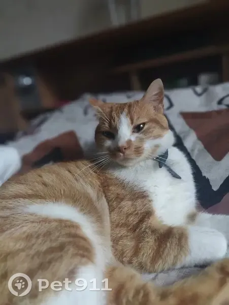 Chat roux et blanc perdu - photo