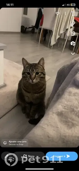 Chat tigré perdu - Pabu - photo