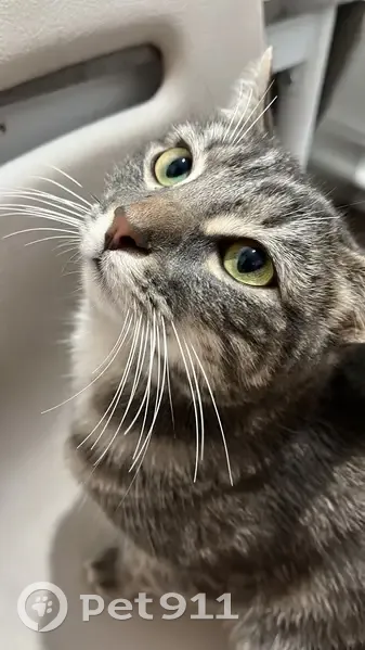 Chat perdu à Reims - Aidez-moi ! - photo