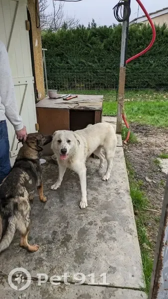 Patou des Pyrénées perdu trouvé - photo