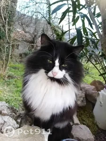 Chat retrouvé sur D789 à Arrigas - photo