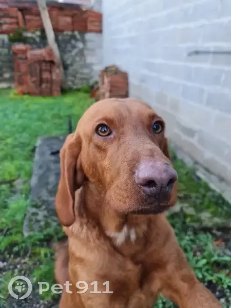 Chien roux non identifié trouvé - photo
