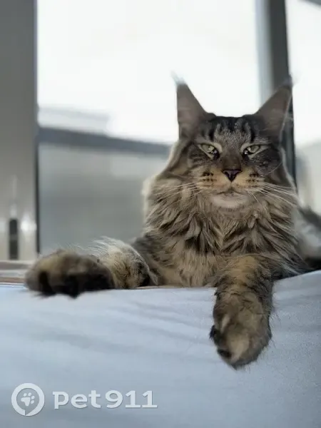 Chat Mainecoon tigré perdu - photo