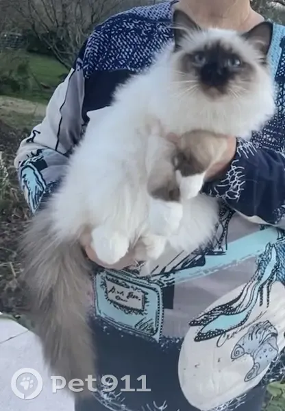 Chat Birman Ulghrid Perdu #0668336935 - photo