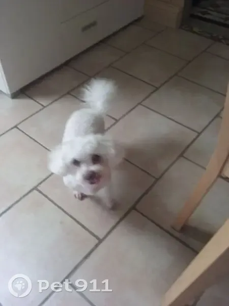 Mirabelle, Bichon perdu à Alès - photo