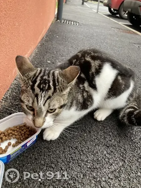 Chat maigre retrouvé à Neuville - photo