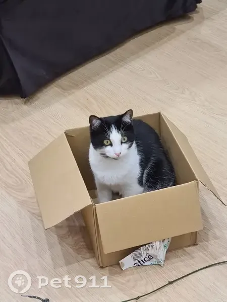 Chat noir/blanc perdu à Nantes - photo