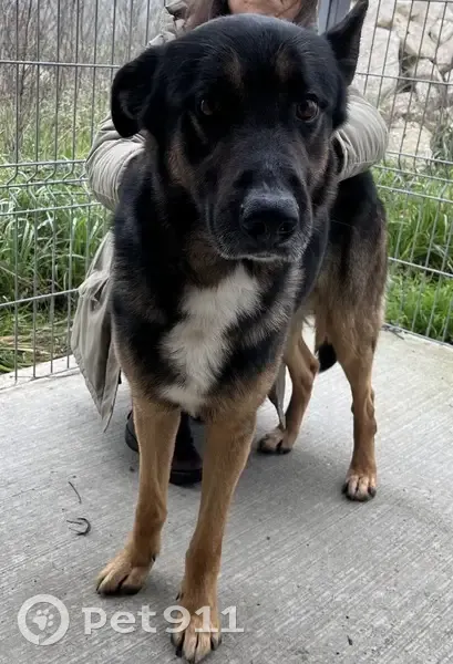 Chien croisé trouvé à Lectoure - photo