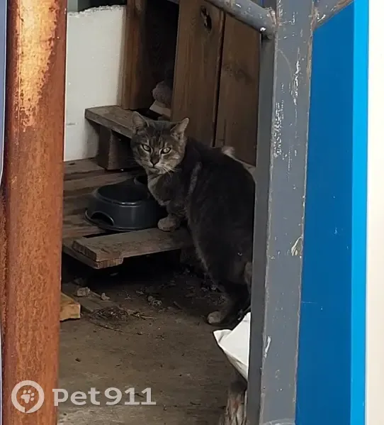 Chat tigré perdu à Fretin - photo