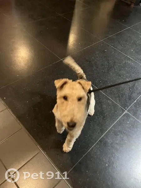 Chien perdu à Ploufragan remis - photo