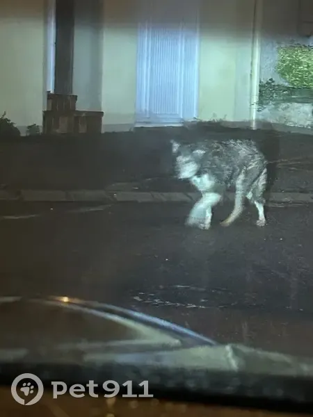 Chien perdu à Flétrange retrouvé - photo
