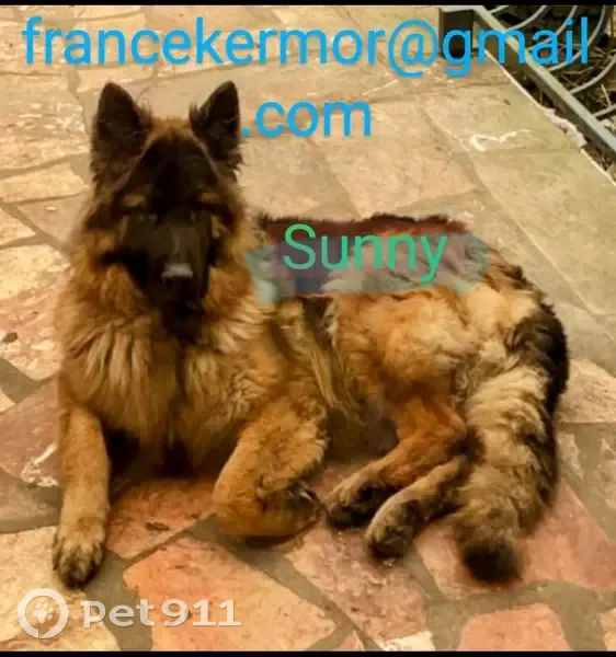 Chien perdu près de la RN, Escaudœuvres - photo