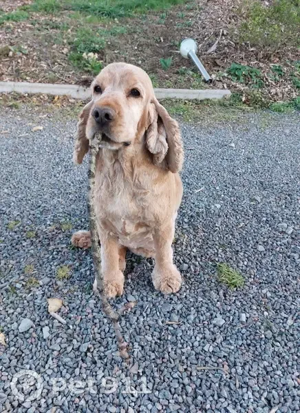 Chien perdu: Cocker Indienne 10 ans - photo