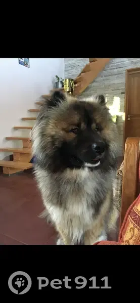 Eurasier fauve perdu à Entrelacs - photo