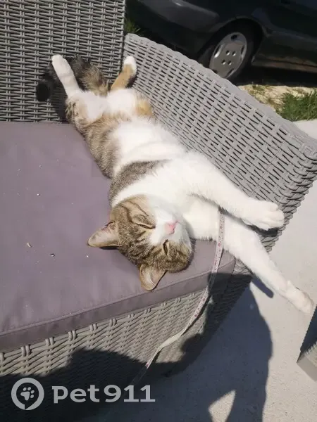 Chat blanc-tigré perdu à Vallères - photo